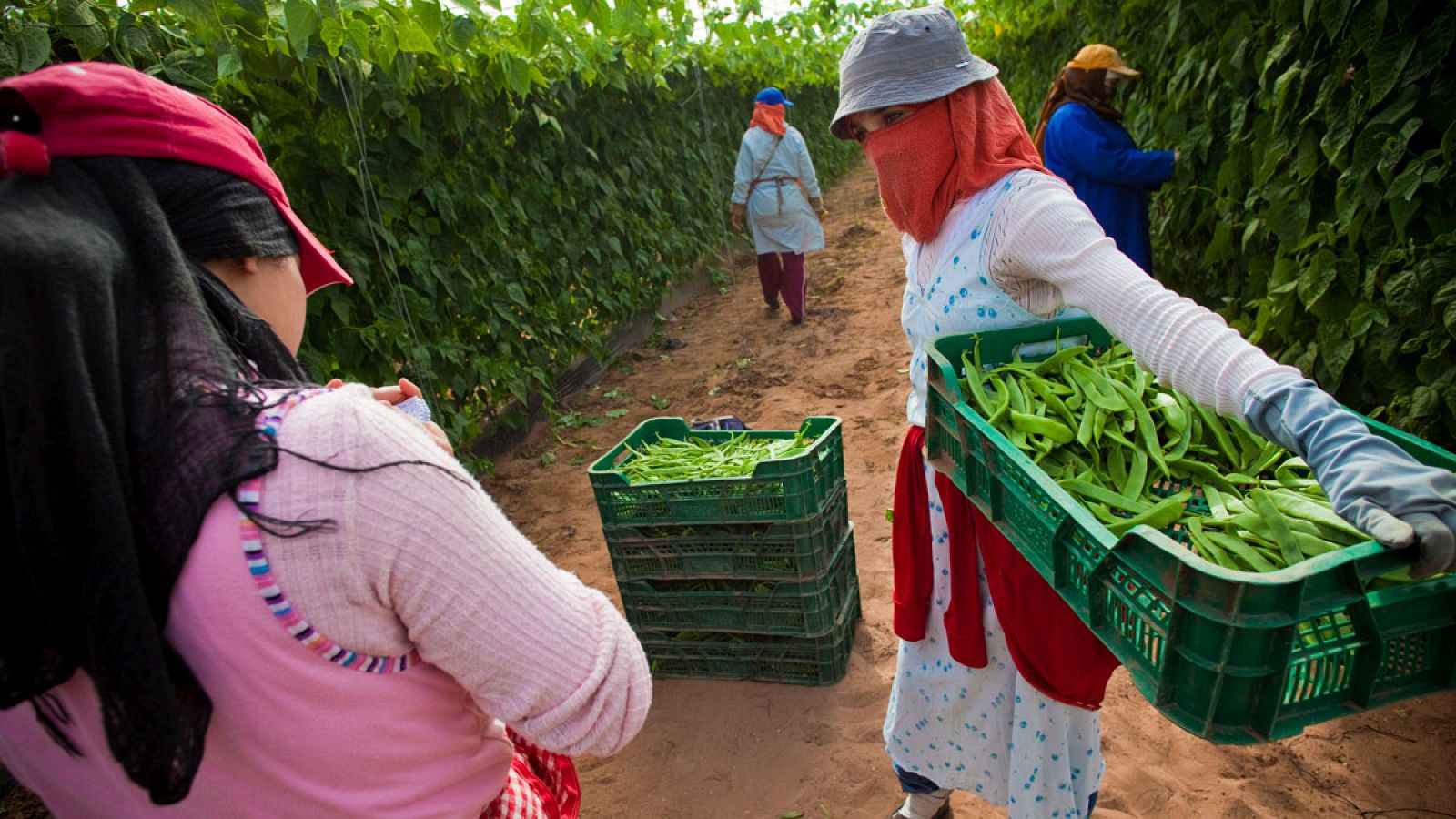 Varias mujeres marroquíes durante la jornada de trabajo en un invernadero de Agadir, Marruecos