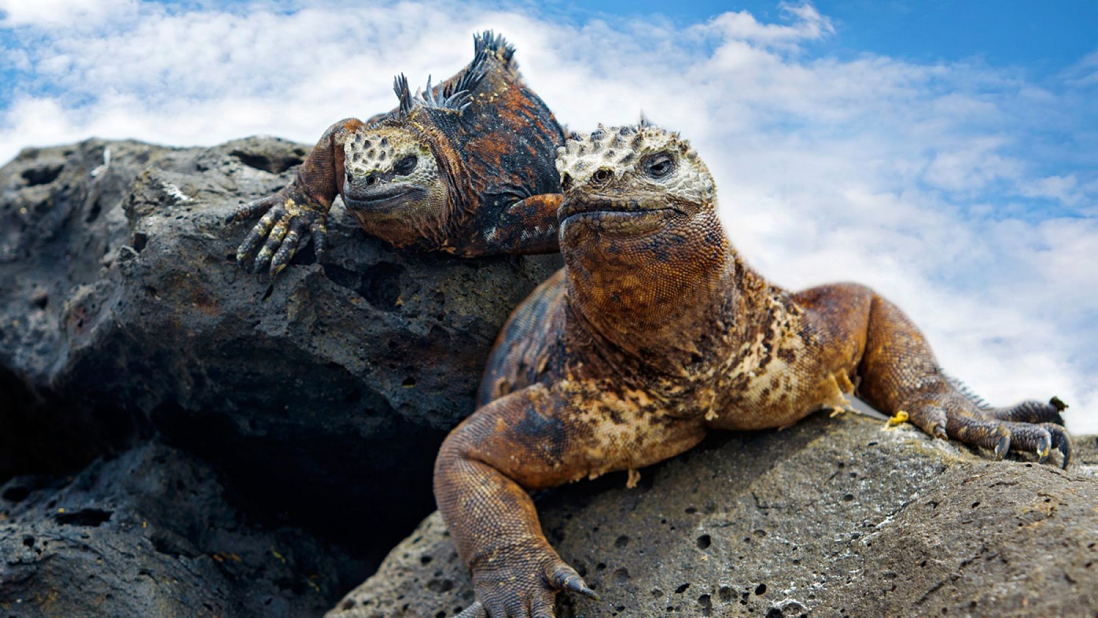 Las islas Galápagos representan uno de los lugares biológicamente más diversos del mundo.