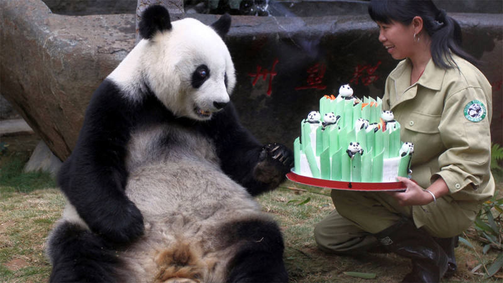 Pan Pan era el oso panda más viejo del mundo. En la fotografía, durante la celebración de su 30º cumpleaños.