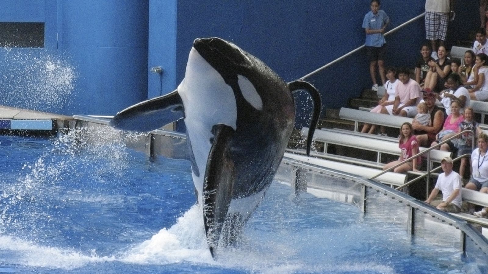 La orca asesina del SeaWorld de Orlando, Tilikum, durante una actuación.