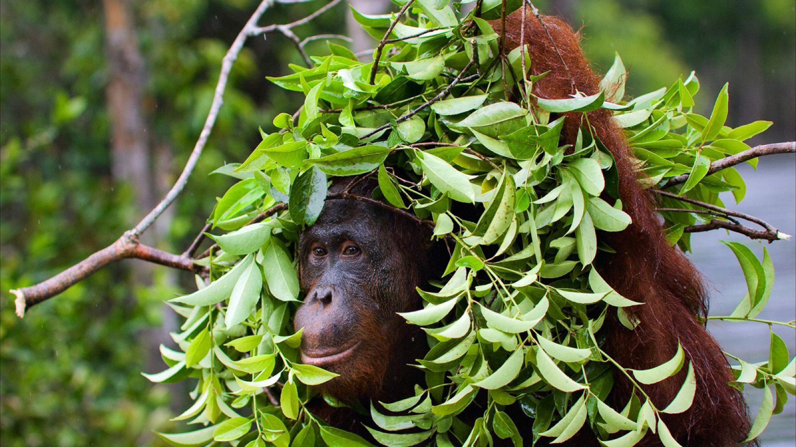 El orangután de Sumatra ha perdido el 60% de su hábitat entre 1985 y 2007.