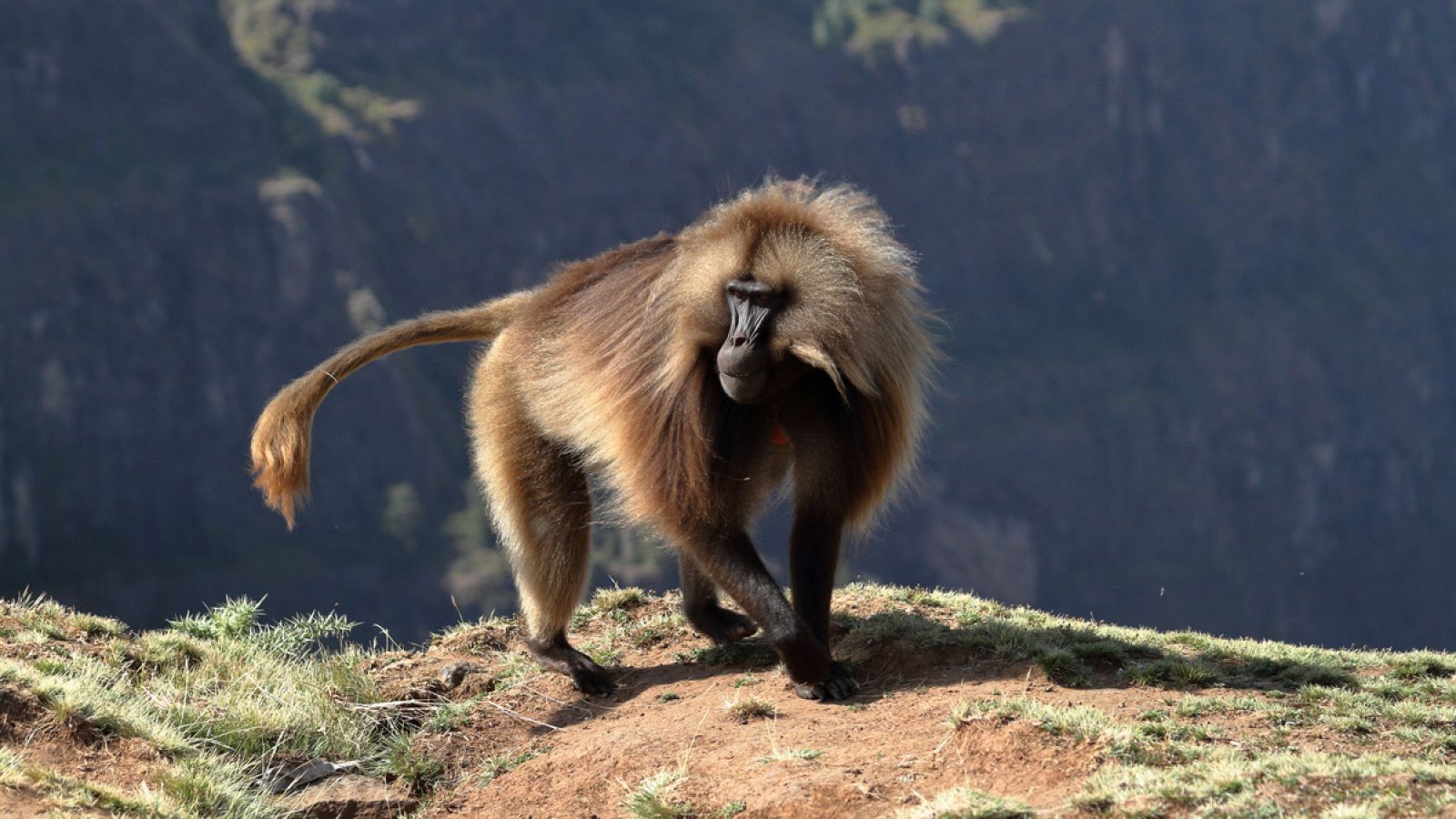 Imagen de un babuino, en las tierras altas de Etiopía.