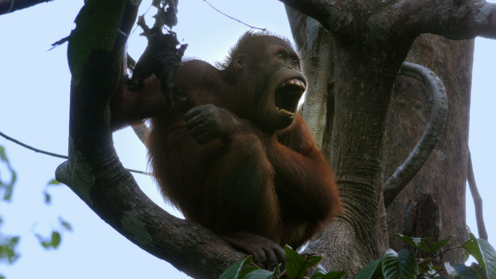 'Planeta selva' viaja hasta los cinco continentes para conocer los lugares más exóticos y ocultos