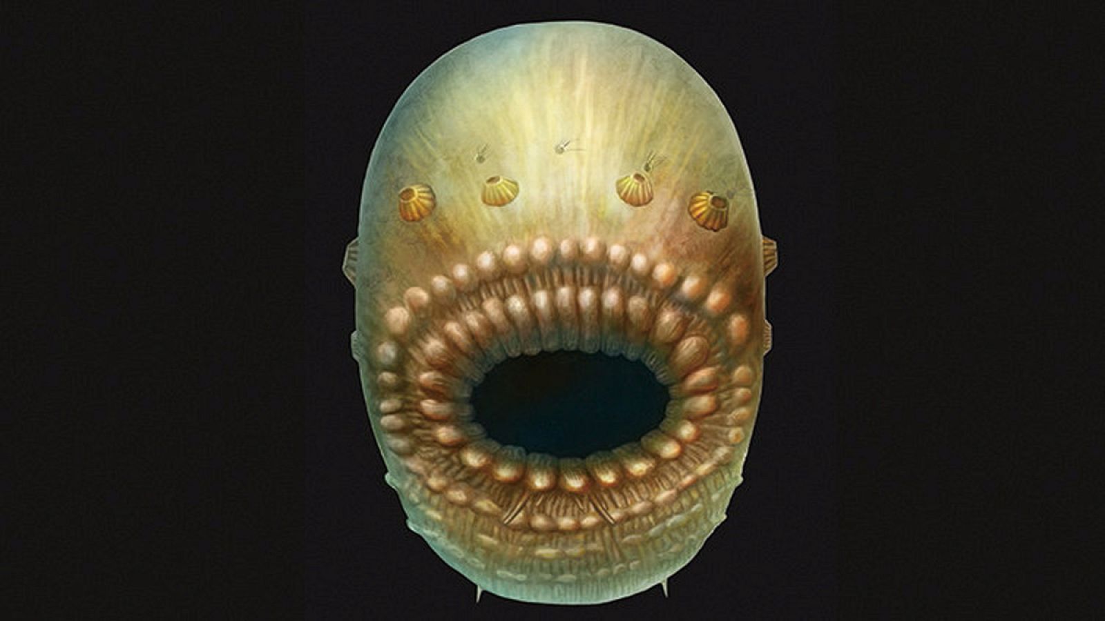 Reconstrucción artística del Saccorhytus, basada en los fósiles encontrados.