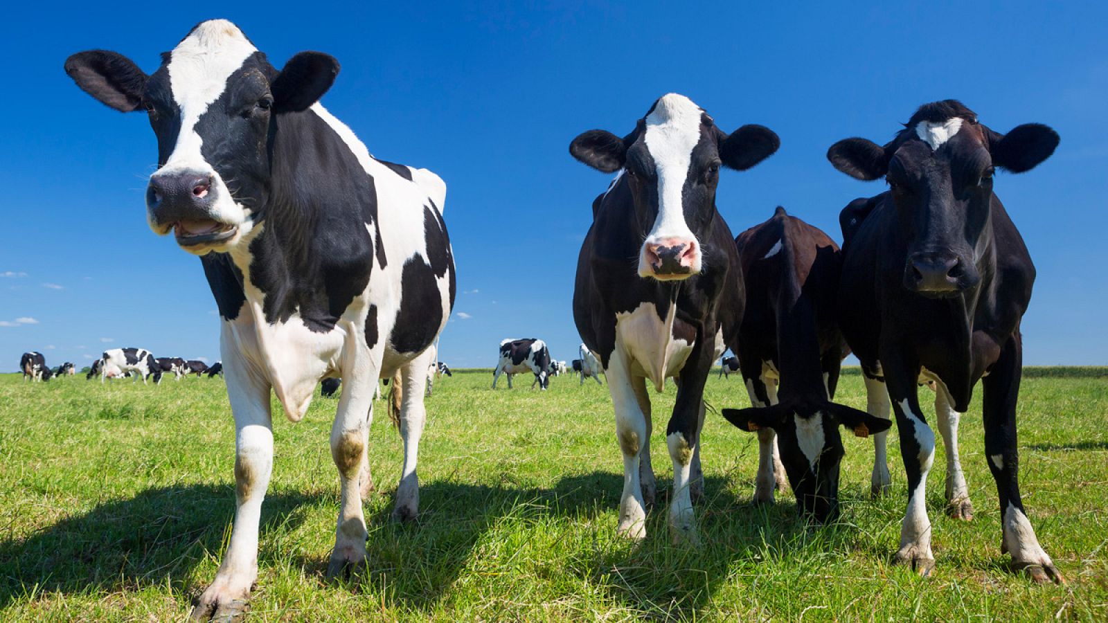 La tuberculosis bovina es una de las principales amenazas para la salud de las vacas.