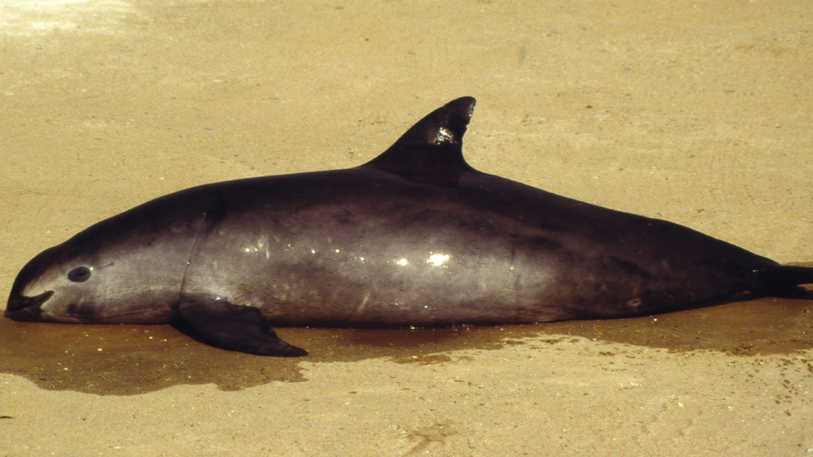 Las redes utilizadas en la pesca ilegal de la totoaba son una trampa mortal para la vaquita marina.