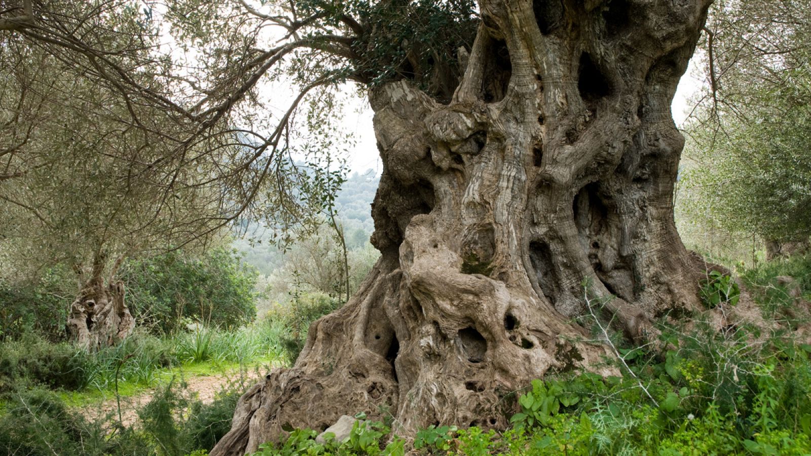 La bacteria pasa de un árbol a otro gracias a los insectos que se alimentan en los conductos de la savia (xilema).