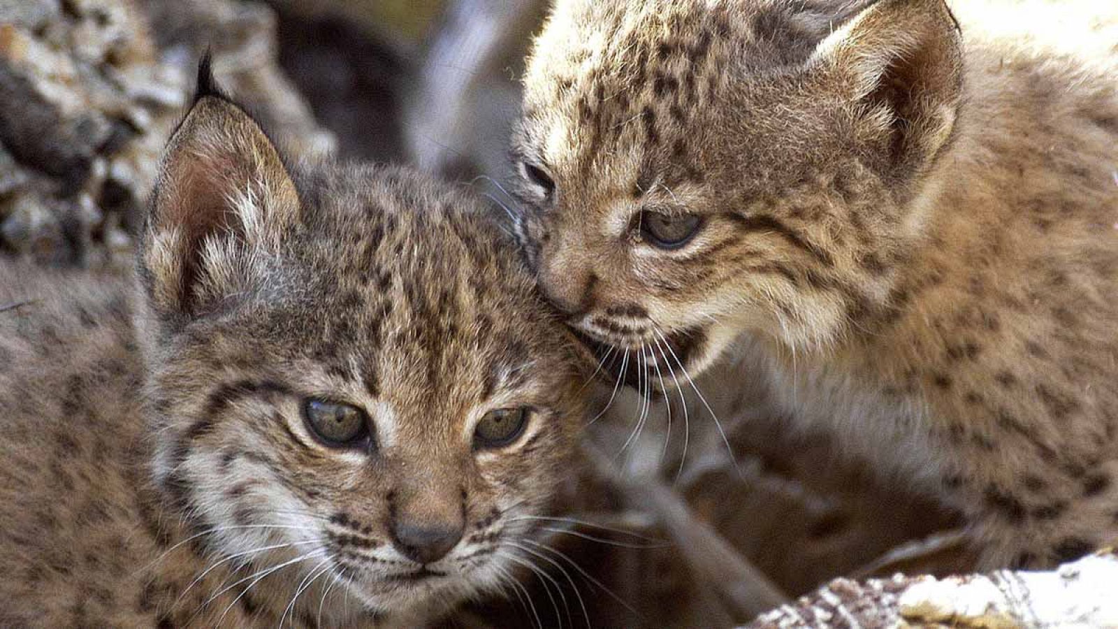 El lince ibérico fue reintroducido en Extremadura a través del proyecto Life+Iberlince.