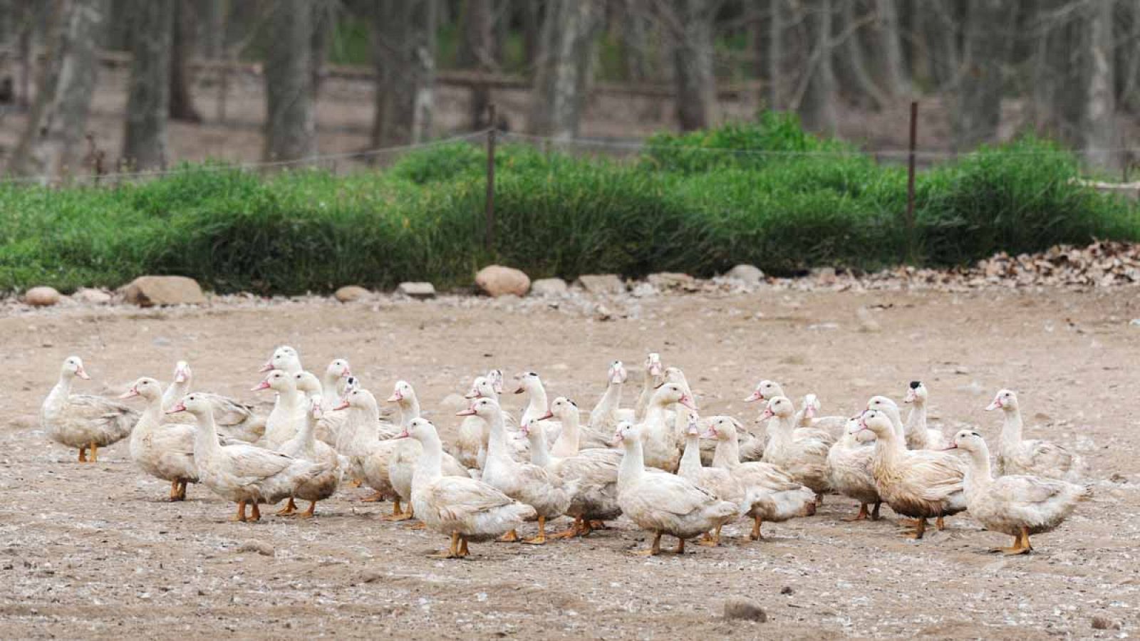 La granja se dedica al engorde de patos para la elaboración de fuagrás.