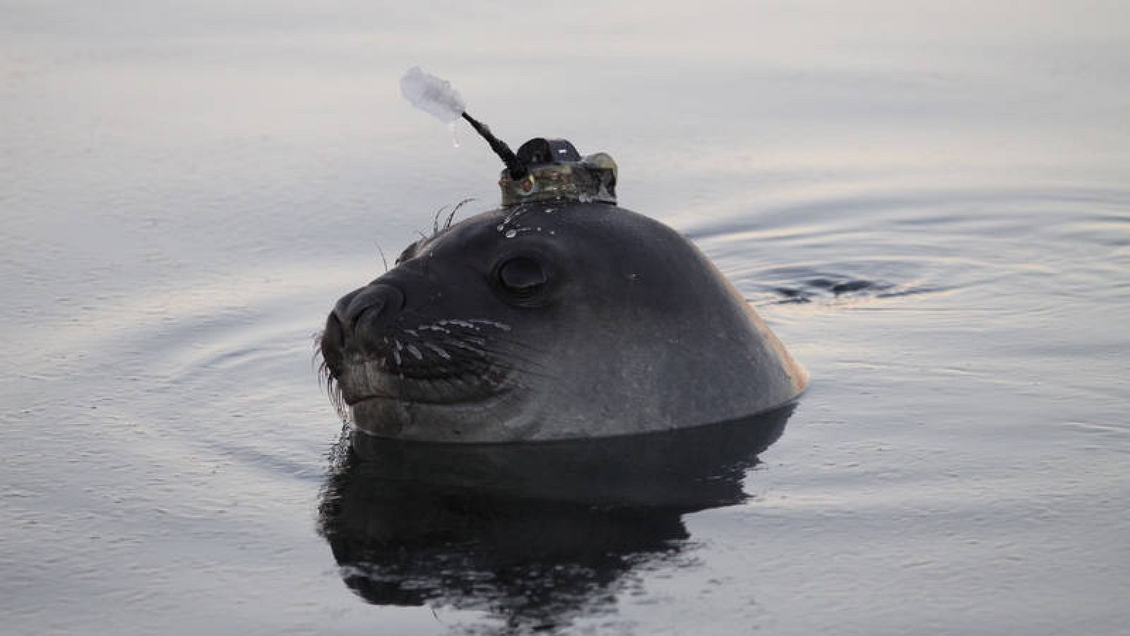  Los dispositivos se colocan en la cabeza de los animales con un pegamento inofensivo para ellos.