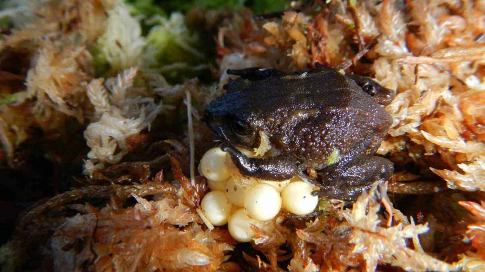 La nueva rana ha recibido el nombre científico de pristimantis attenboroughi.