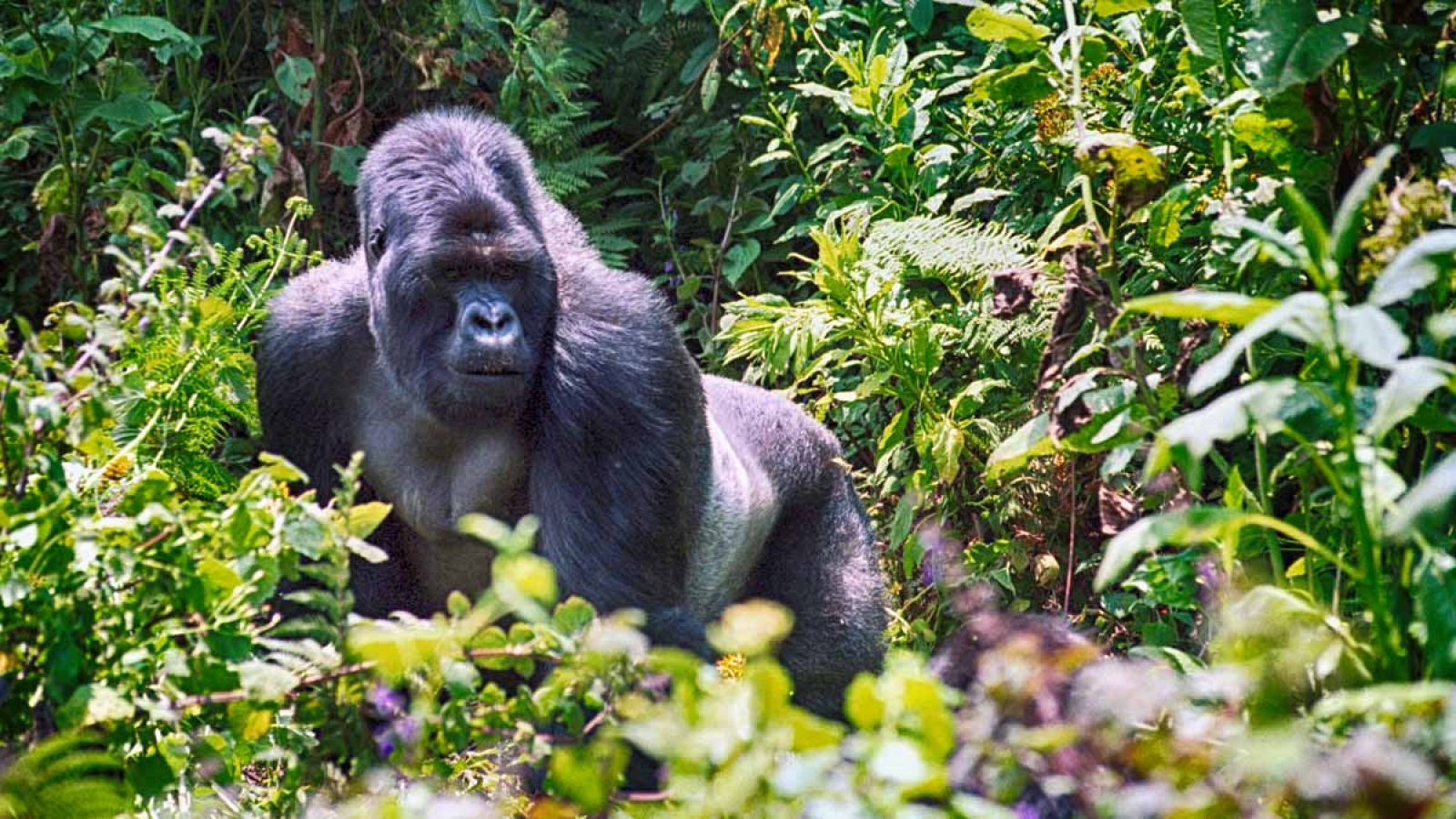 Las poblaciones de grandes primates salvajes han disminuido de forma drástica debido a enfermedades como el ébola y el ántrax.