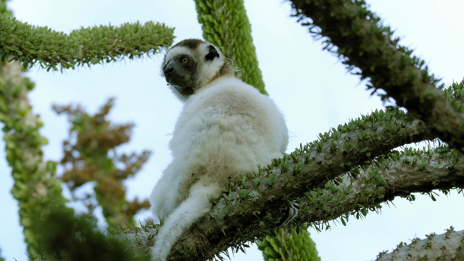 Los sifakas son los habitantes más llamativos de estos bosques espinosos de Madagascar