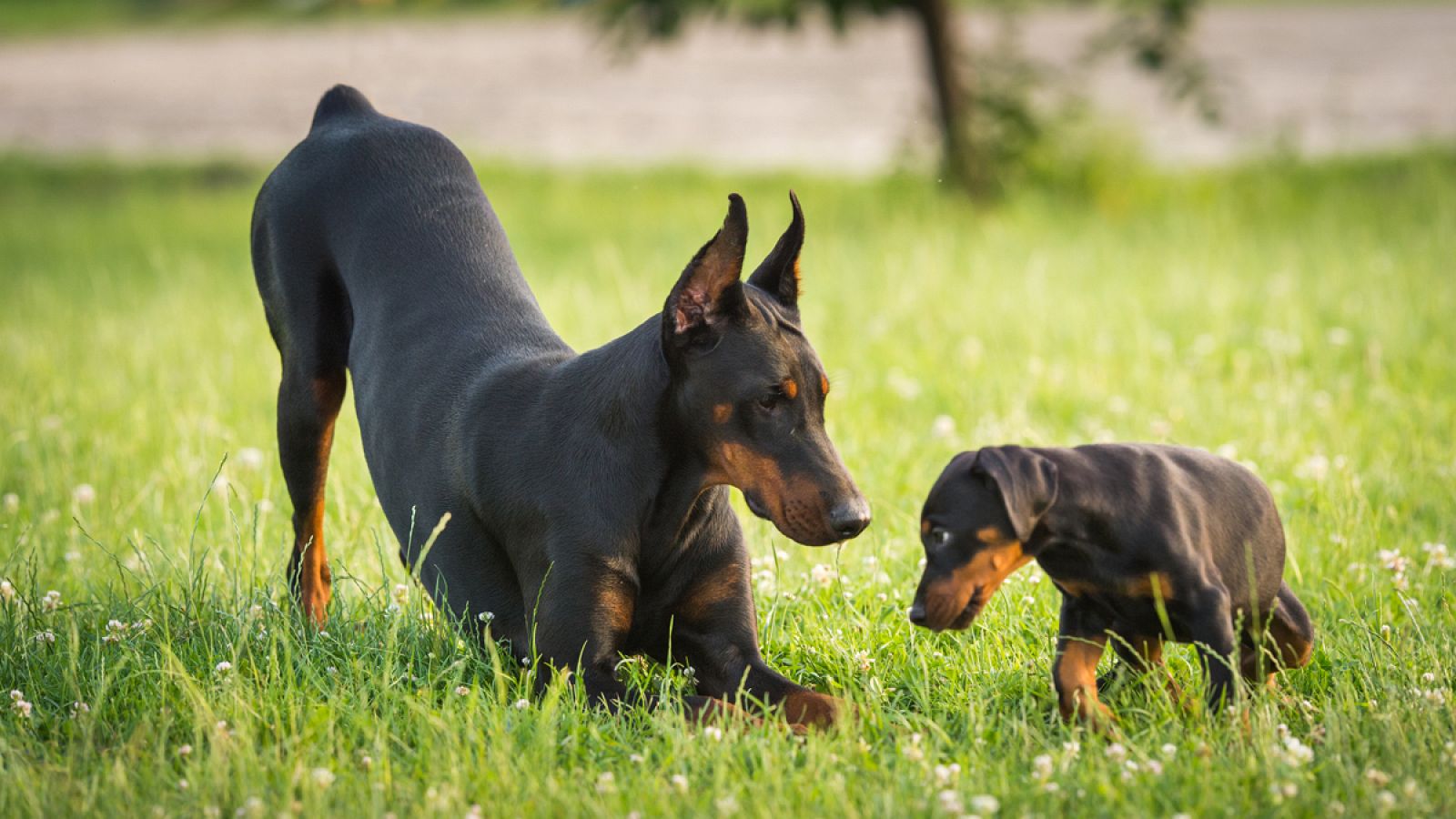 A partir de ahora, se castigará la amputación del rabo de los perros por motivos estéticos.