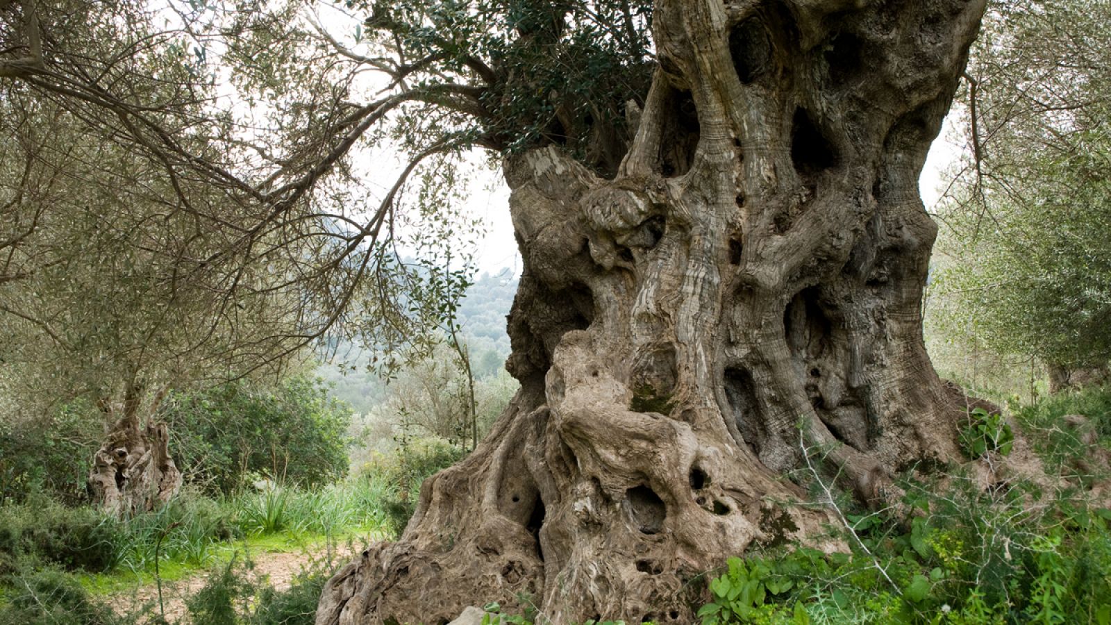 La bacteria Xylella fastidiosa fue la responsable de la muerte de cientos de miles de olivos en Italia.