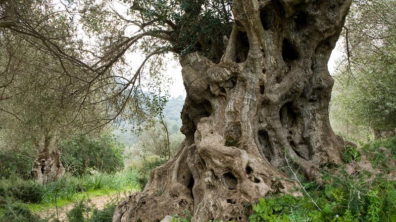 La bacteria Xylella fastidiosa fue la responsable de la muerte de cientos de miles de olivos en Italia.