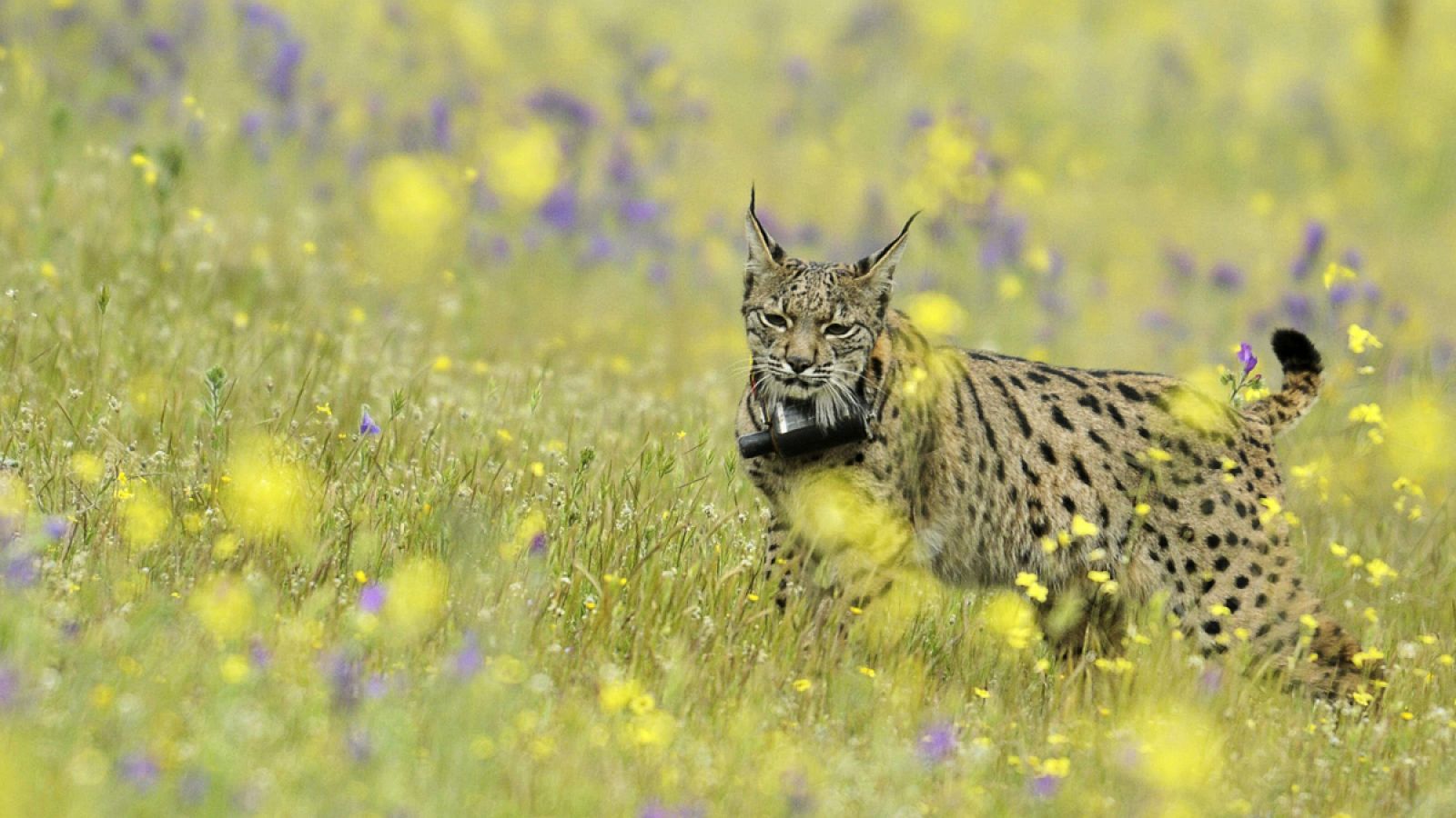 La población andaluza de linces se mantiene al alza.