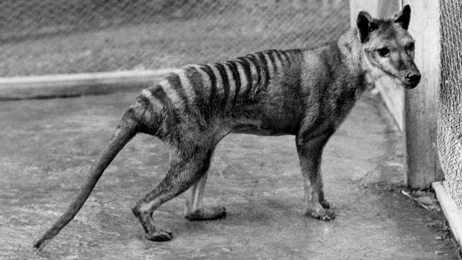 Se cree que el último de los marsupiales carnívoros Thylacinus cynocephalus murió en 1936.