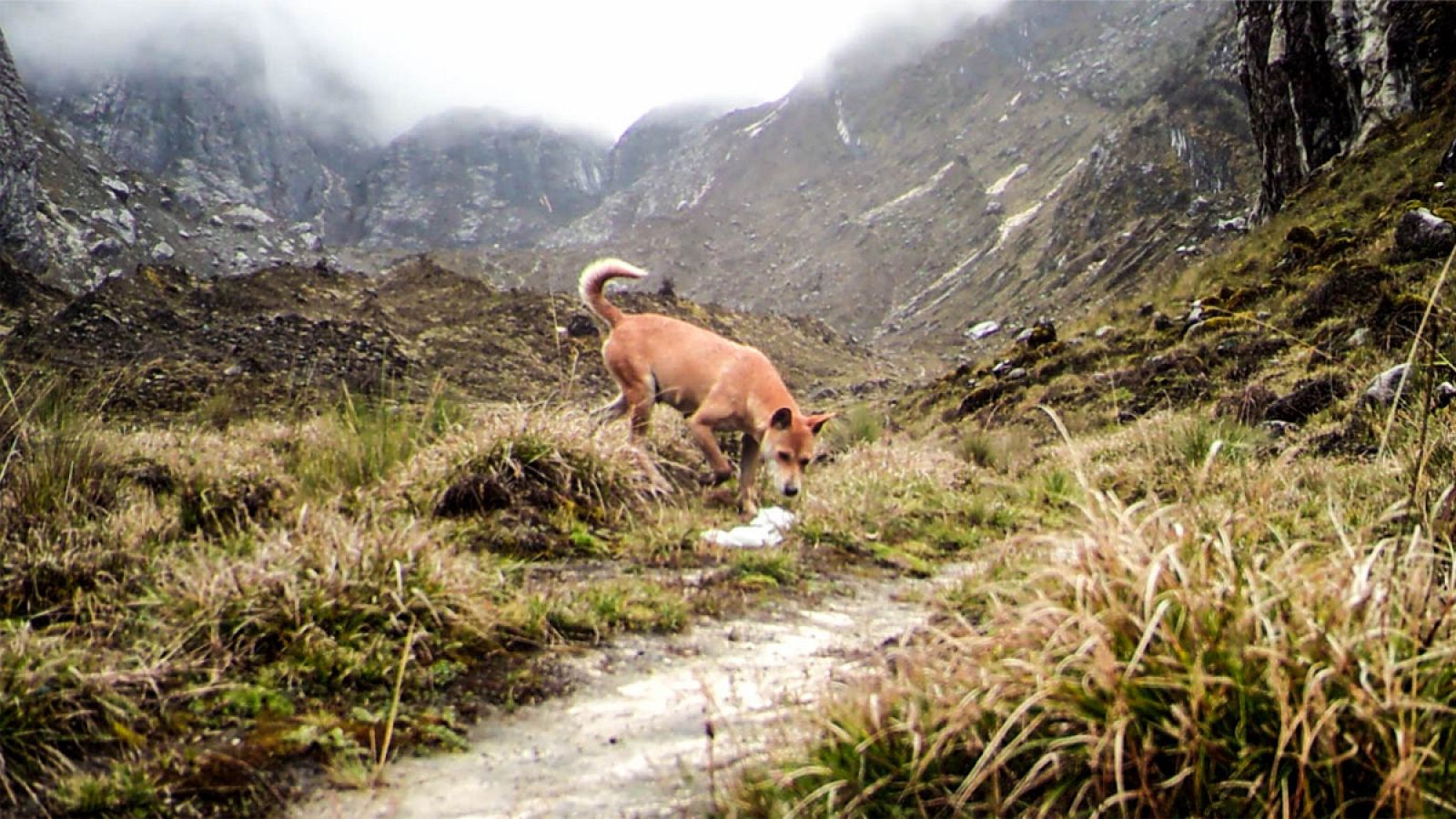 La investigación ha logrado captar más de un centenar de fotografías de los animales.