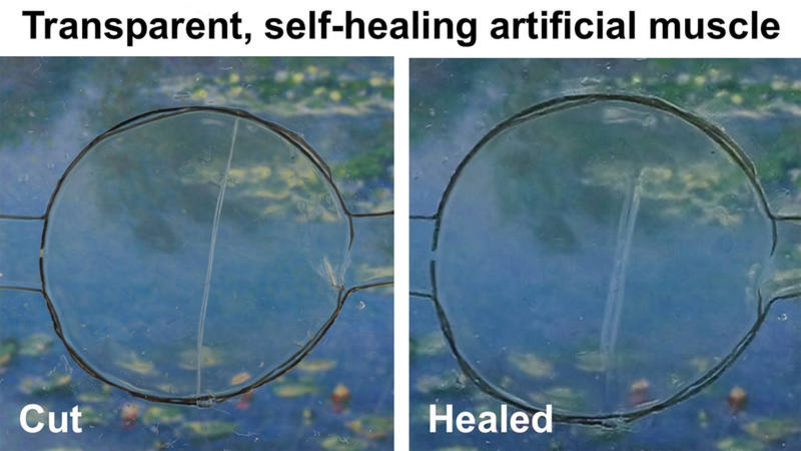 Crean un material que se autorrepara por sí solo y que podría