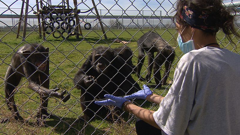 Centro de rescate y rehabilitación de primates en Madrid