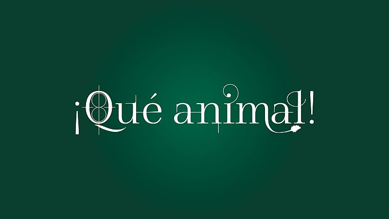 Logotipo ¡Qué animal!