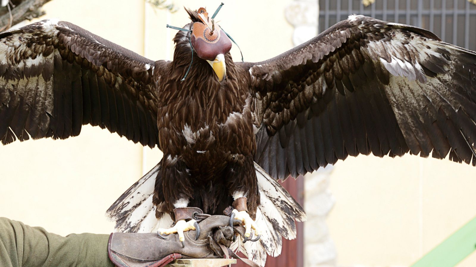 Ejemplar de águila calva americana, empleado en programas de cetrería.