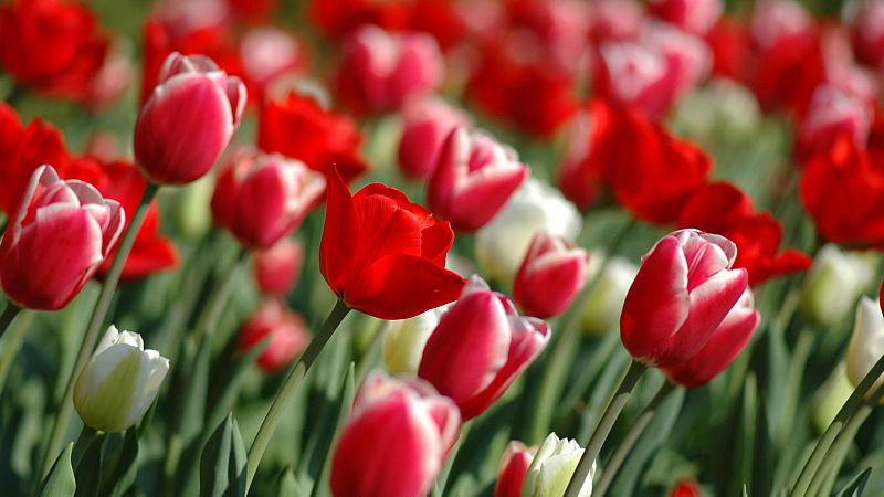 'Memoria de delfín' con las flores