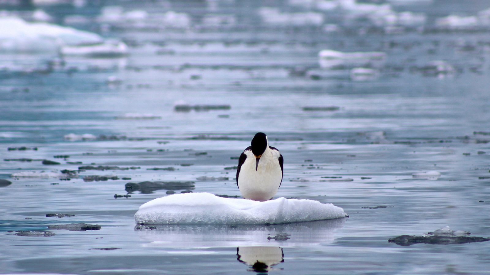 Imagen de un cormorán en la península Antártica.