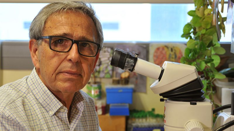 Ginés Morata lleva a cabo sus estudios en el campo de la biología del desarrollo, concretamente en la arquitectura biológica de la mosca Drosophila melanogaster.