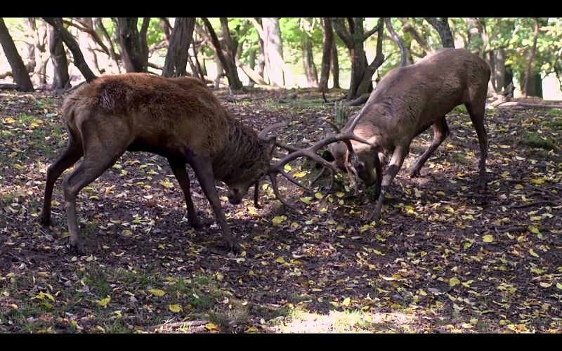 Las luchas entre los machos a pesar de su aparente violencia no son encarnizadas