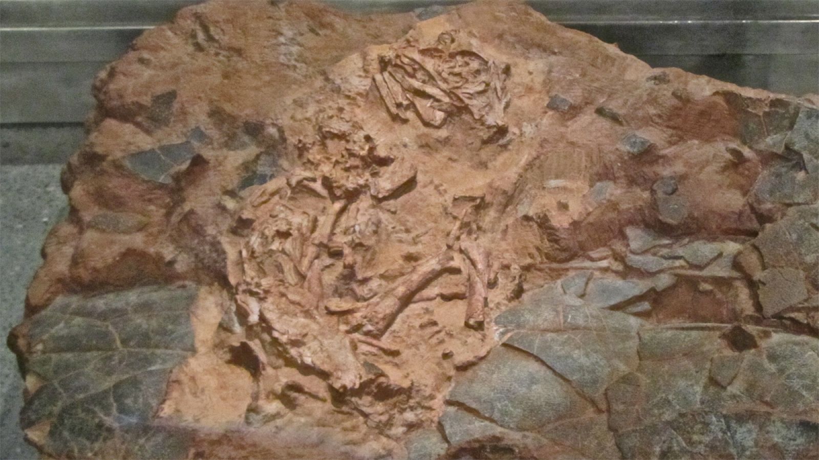 El esqueleto de embrión tiene aproximadamente 89-100 millones de años de antigüedad (Cretacio tardío).