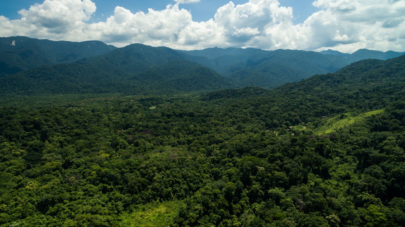 Un equipo internacional de investigadores ha hecho una nueva estimación de la cubierta forestal del planeta.