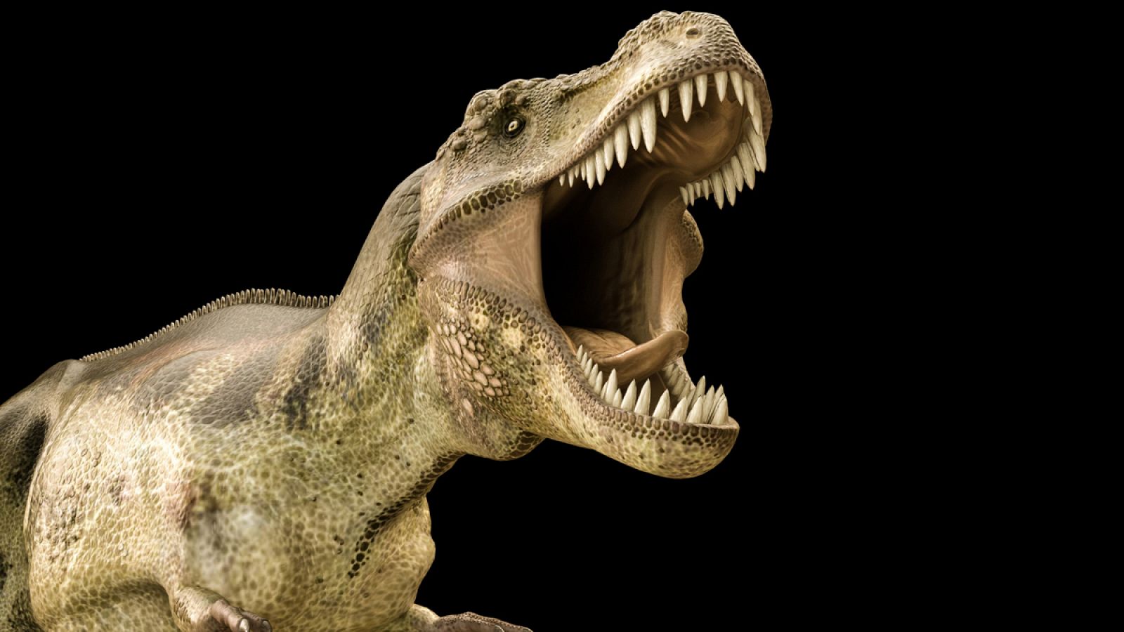 El 'Tyrannosaurus rex' vivió a finales del período Cretácico, hace aproximadamente entre 68 y 66 millones de años.