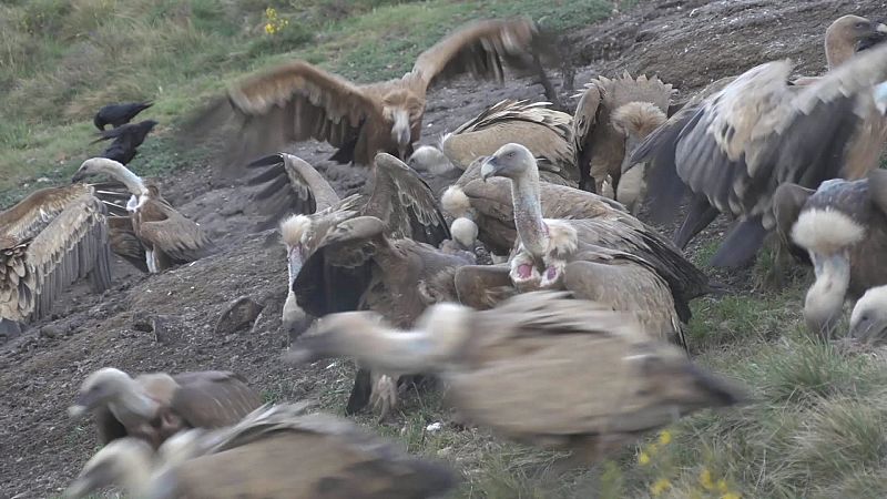 Los buitres comen carne putrefacta y no enferman gracias a sus potentes jugos gástricos