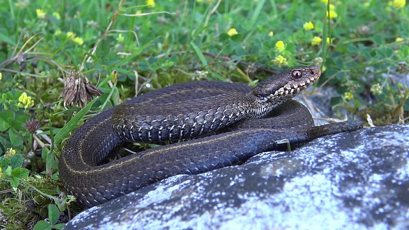 La coloración de la víbora de Seoane es la más variada de todas las de la Península Ibérica