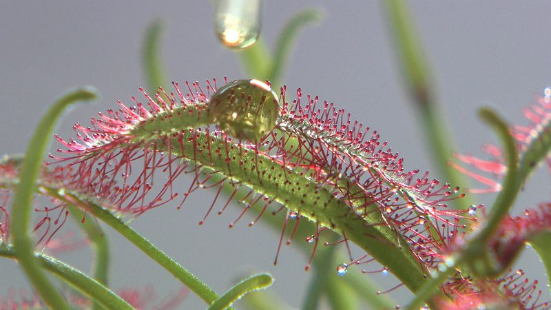 La drosera es una planta carnívora que produce una sustancia dulzona y pegajosa para atraer a sus víctimas