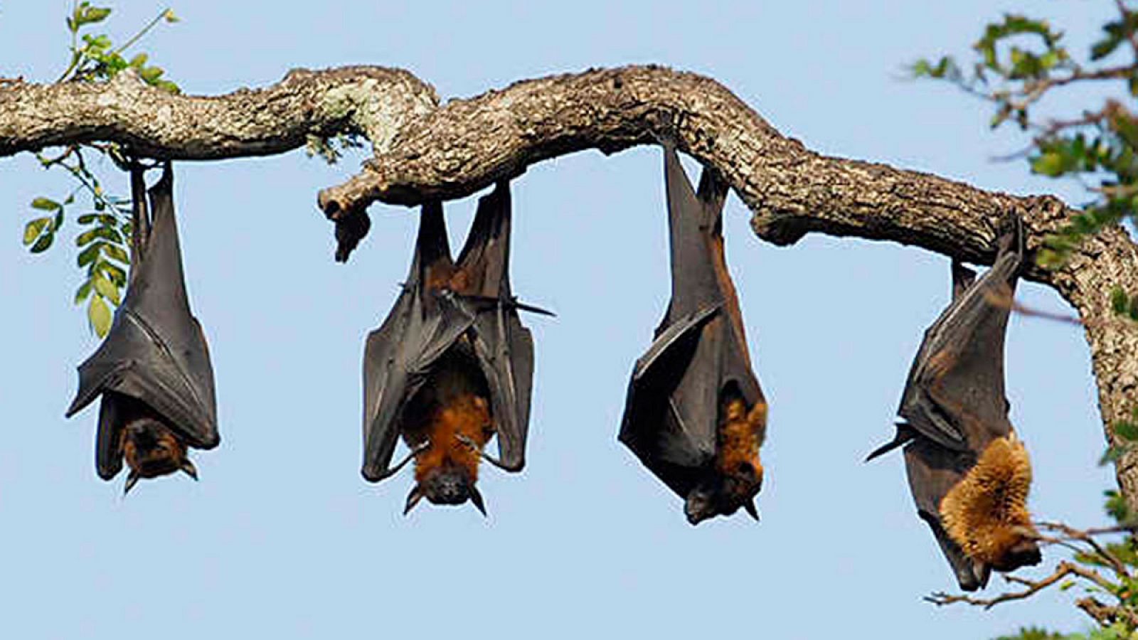 El zorro volador, de Australia