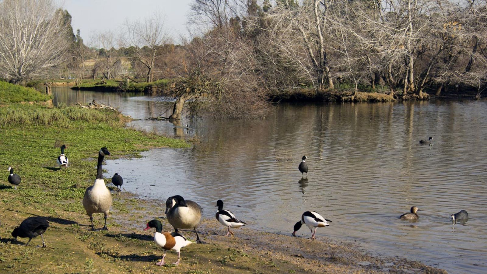 Diversas aves en la Cañada de los Pájaros, un humedal estratégico del Espacio Natural de Doñana.