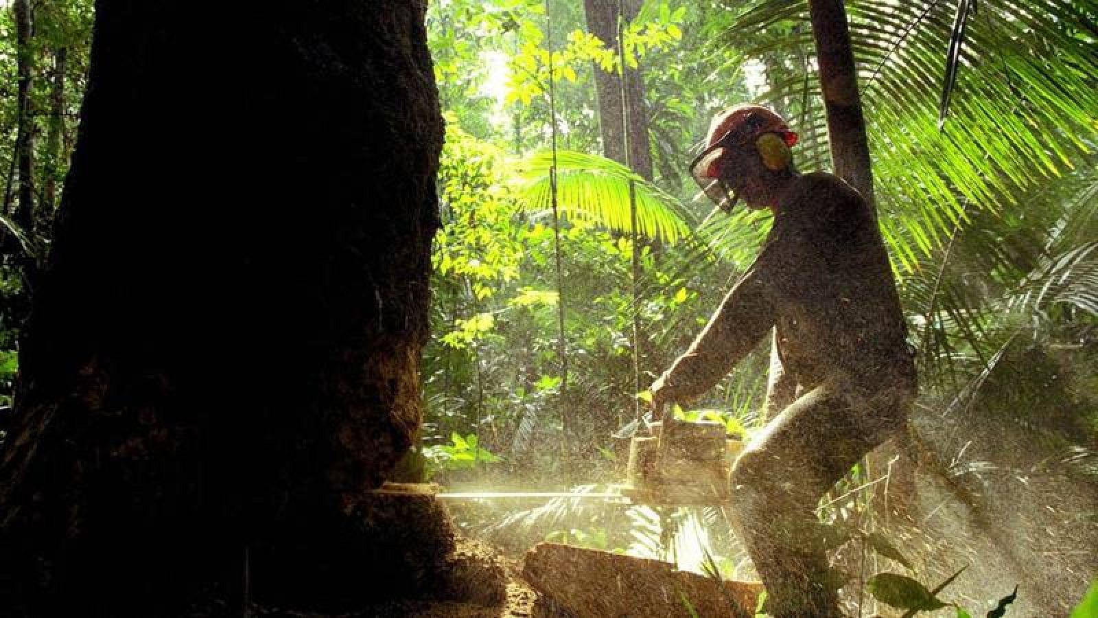El bosque atlántico de Brasil perdió 290 kilómetros cuadrados de vegetación en 2015-2016.
