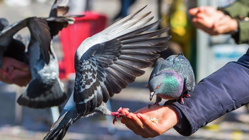 Imagen de archivo de palomas, una especie de pájaros "urbanitas".