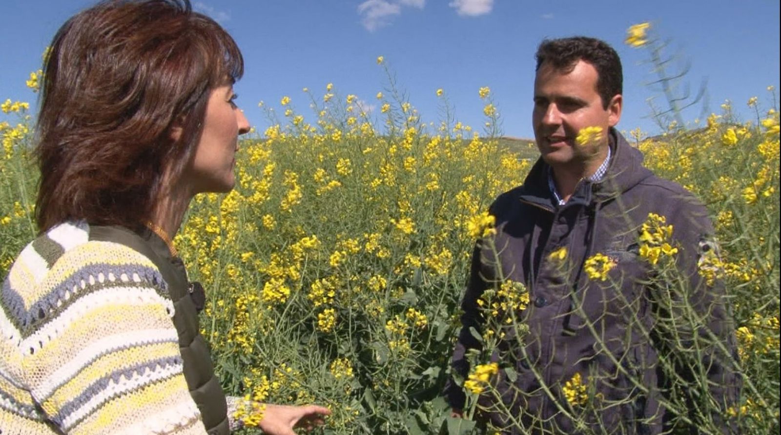 La flor de la colza tiñe de amarillo los campos de Castilla y León