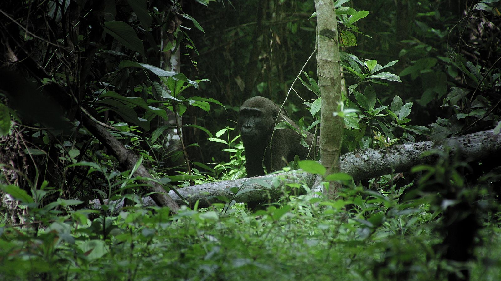 Chimpancés y gorilas pueblan las junglas africanas, adaptados a sus peligros y sus secretos