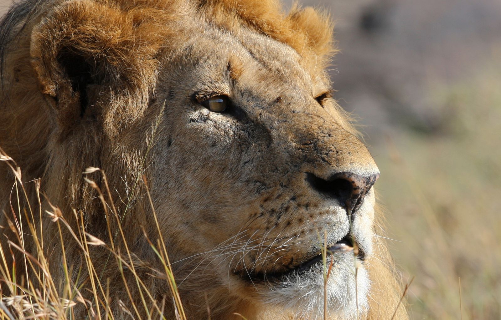 La manada de leones: todavía nos quedaba algo por saber 