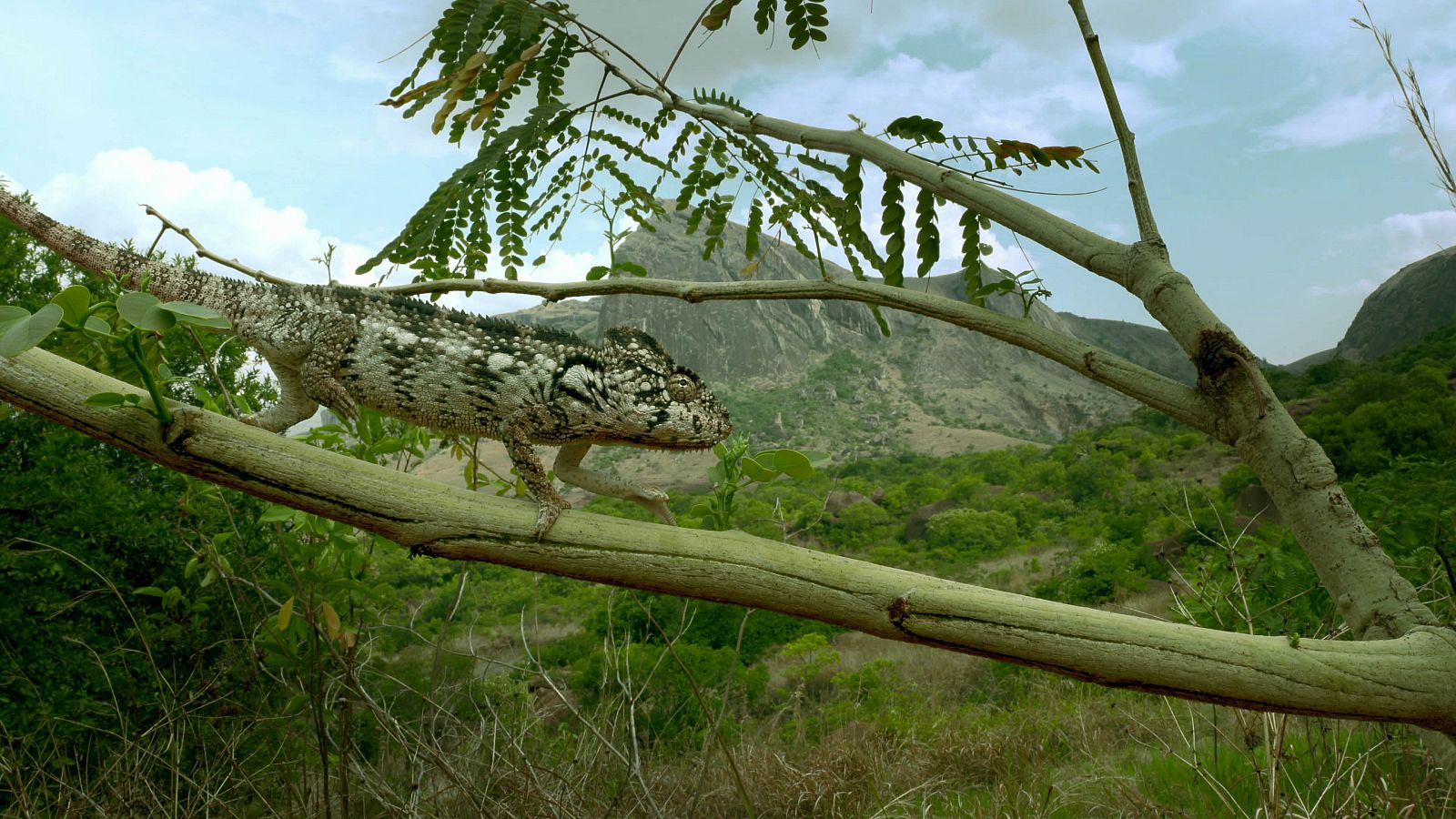 Madagascar es 'El Reino del Sol' en la próxima entrega de 'Planeta Selva'