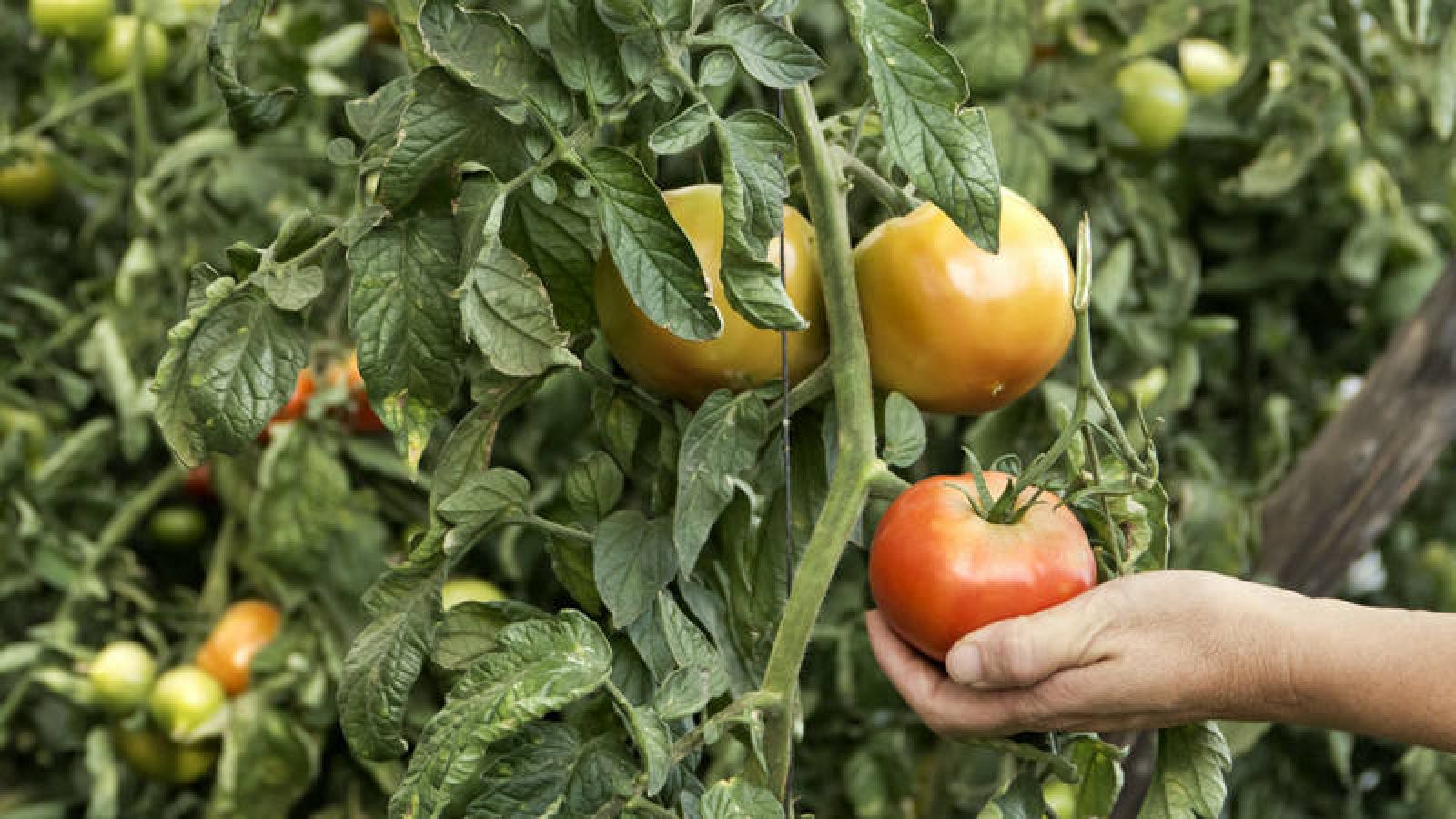 Racional Pendiente Trampolín Conoce los trucos para cultivar tomates | RTVE.es