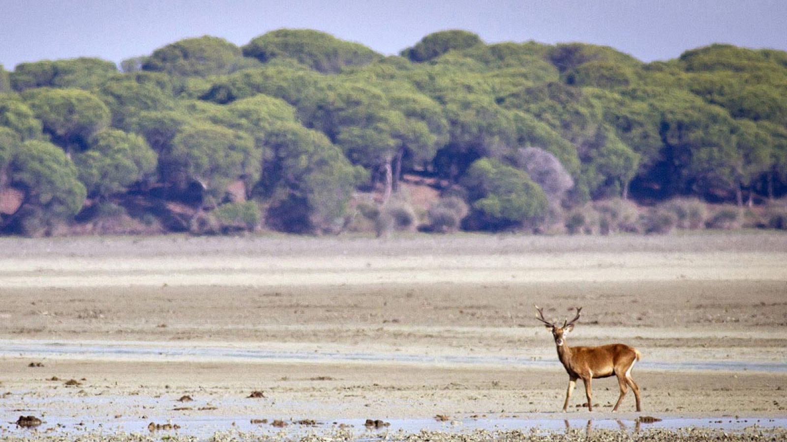 Un ciervo pasea por la marismas del Parque Nacional de Doñana (Huelva), Patrimonio de la Humanidad y Reserva de la Biosfera.
