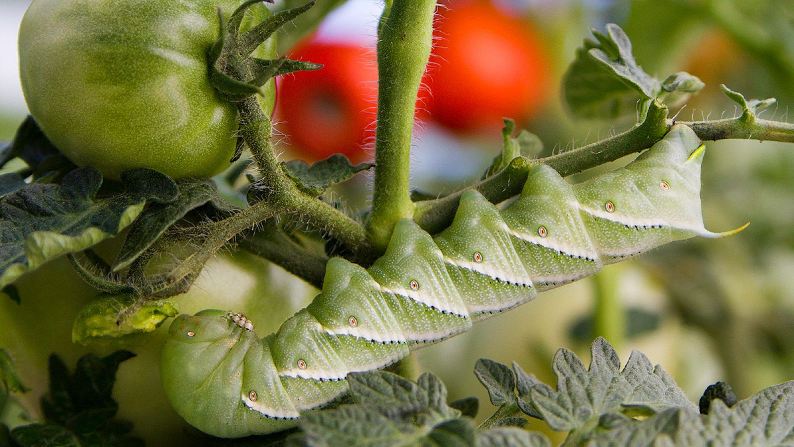 Una oruga en una planta de tomate