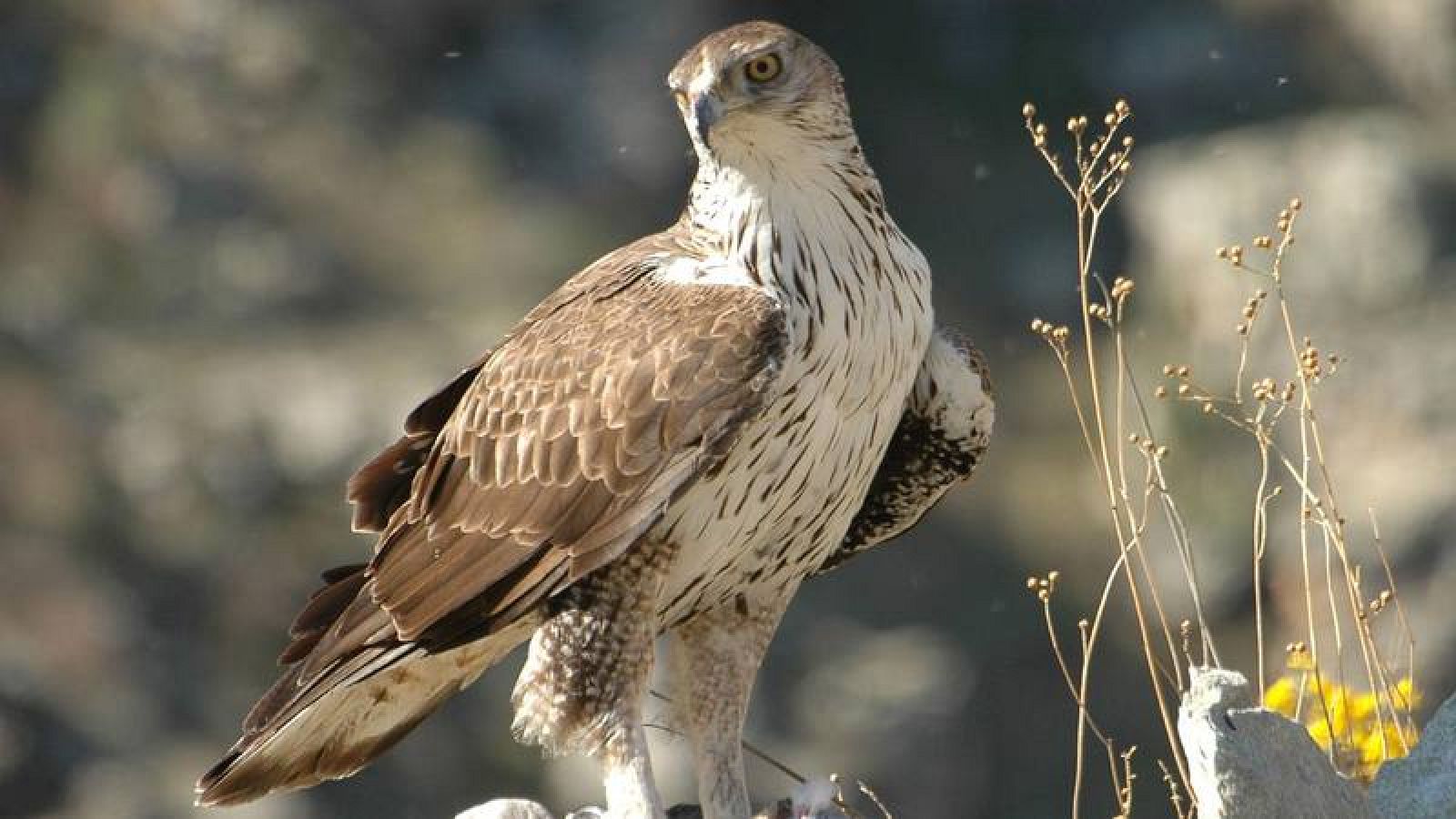 Introducen pollos de águila perdicera en Navarra, Álava y Madrid