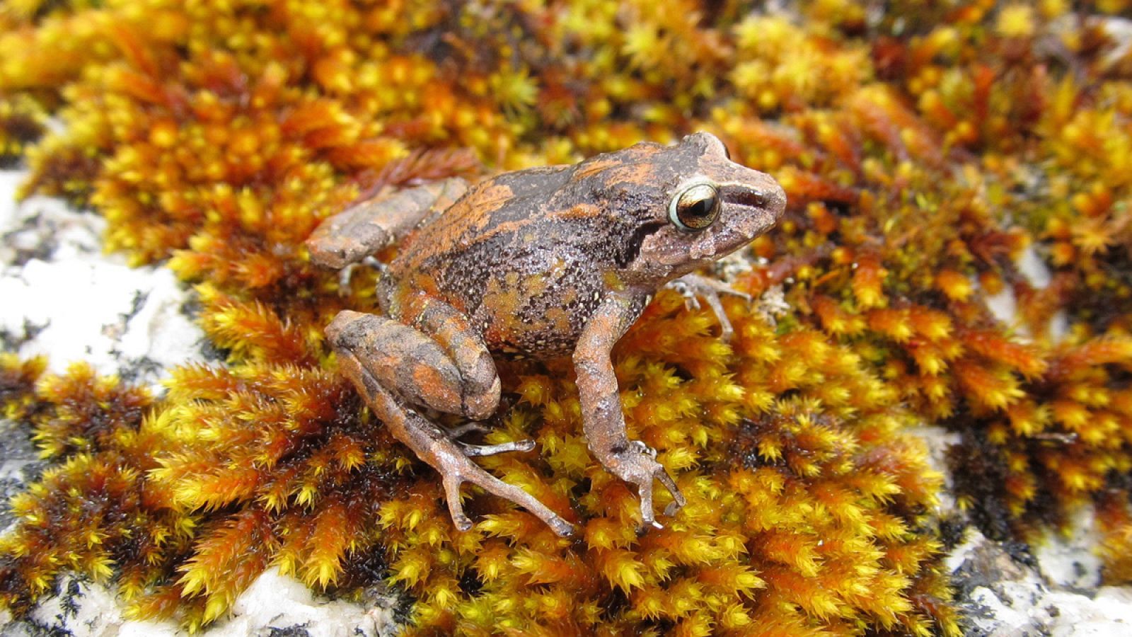 Un ejemplar de la rana cutín de Humboldt